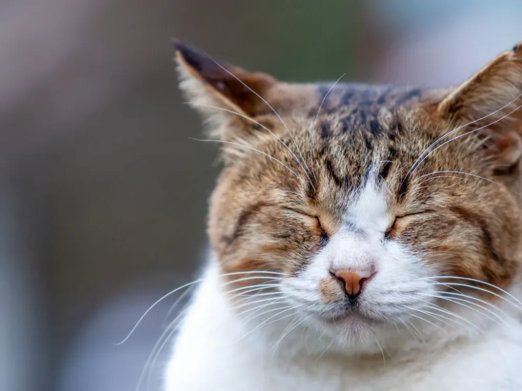 町で出会った猫
