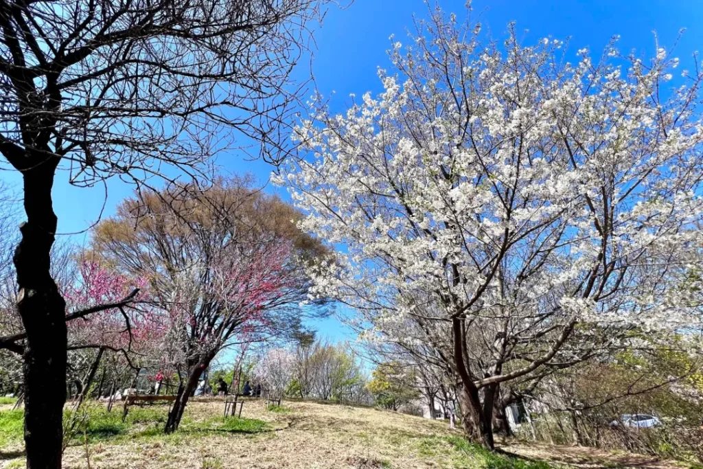 さいわいふるさと公園