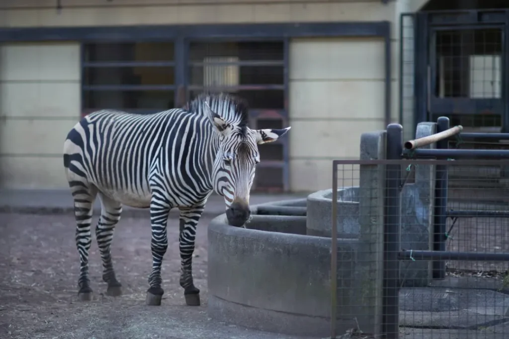 夢見ヶ崎動物公園のシマウマ